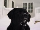 Trapper, Glenburn Maine