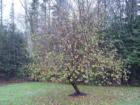 ...apple tree