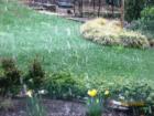 Taken today 3/28/08 in Snohomish. Is it REALLY snowing!!!