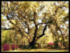 Enchanting Live Oaks and azaleas fill the wonderful neighborhood of Belle Isle