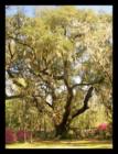 The Huge Live Oaks are so awe-inspiring to view each day in Belle Isle Estates.  Just minutes to historic Georgetown.