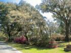 Azaleas, Dogwoods, and Live Oaks - Belle Isle just south of Georgetown, SC