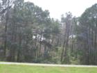 Spring time in Bastrop brings lots of beautiful  blossoms!