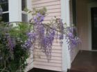 Springtime in Smithville brings lots of blossoms out.