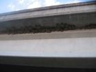 Mud hens making their homes under the Hwy 71 bridge at Riverbend Park in Smithville
