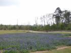 BlueBonnet fields are in Full Bloom at Rob Fleming Park in The Village of Creekside Park.