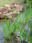 At The Village of Creekside Park, Spring is in the air.
