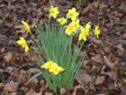 March Daffodils