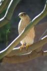 One of a pair of red-tailed hawks nesting in the wash behind my home in Oro Valley,