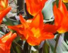 Daffodil Garden--Tulip Up Close and Personal