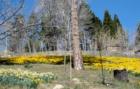 Daffodil Garden