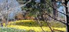 Daffodil Garden