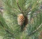 Lonely Pine Cone at the Daffodil Garden
