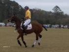 Get ready to rumble!  Polo Southern Style