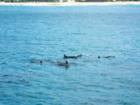 A pod of spinner dolphins