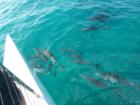 Spinners Dolphins checking us out.