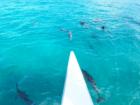 Spinner Dolphins putting on a show.