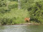 Horse on Lake Chatuge