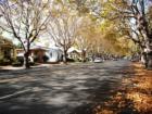 Tree lined Central Avenue in the fall