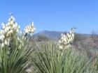 Rincon Peak framed by Yucca plants