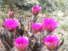 Scarlet Hedgehog cactus