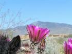 Scarlet Hedgehog / Rincon Peak