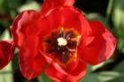 Tulip www.CatherineNevadaHomes.com ~ Homes for Sale