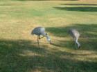 Resident cranes preen and show off.