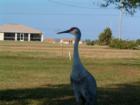 Resident crane thinks about asking for a handout.
