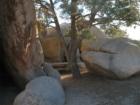 Joshua Tree