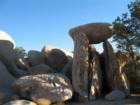Joshua Tree Park