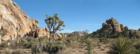 Joshua Tree Photo