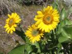 balsam root at Rowena Crest viewpoint