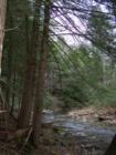 Otter Creek - CWMA