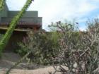 Flowering Cholla Cactus