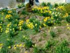 Daffodils at Oakland Park