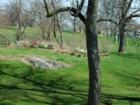 Oakland Park, one of the best Dog parks in Westchester - Friendly dogs only please, off leash okay.