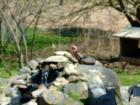 Turkey at Edith Read Sanctuary