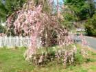 Picture of a Weeping Cherry Tree In Rye Brook