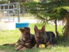Proud Members of German Shepherd Schutzhund Club of SW Florida Inc