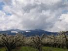 Blossom time in Hood River
