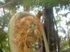 Giant Ferns at Hawaii Volcano Park