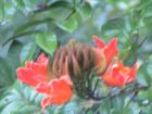 Hawaii Flower