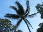 Coconut