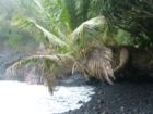  Keaau