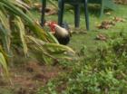 roosters