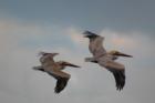 Pelicans flying over St. Andrews Bay