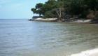 Dolphin Head