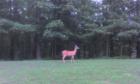 Wildlife