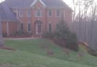 Several Deer in the yard